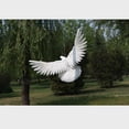 thumbnail image 1 of Pájaro Artificial Plástico Falso Paisaje Decoración en Miniatura Jardín Hogar Estatuilla Navidad 3 Colco Pájaro artificial, 1 of 7