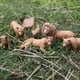 thumbnail image 5 of Figura de acción clásica de Oenux, león africano salvaje, animales de simulación, zoológico, cebra, jirafa, elefante, ciervo, modelo de figura, juguetes educativos, 5 of 5