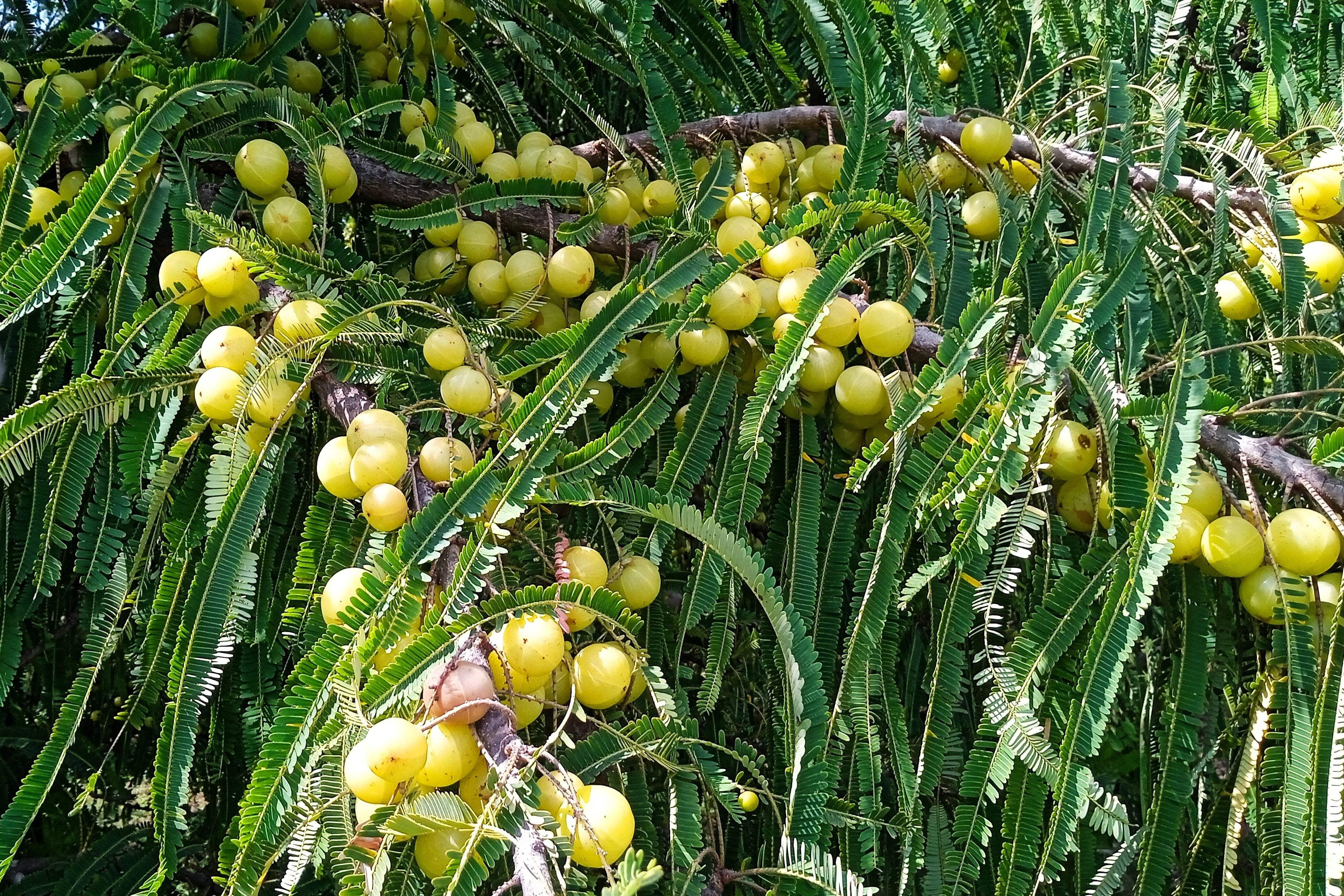 10 INDIAN GOOSEBERRY Phyllanthus Emblica Emblic Edible Fruit Tree Seeds