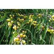 10 INDIAN GOOSEBERRY Phyllanthus Emblica Emblic Edible Fruit Tree Seeds