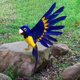 thumbnail image 5 of Simución decorativa Loro Estatuil Loro Modelo Adorno de pájaro artificial Paisaje Artesanía Animal para césped Porche hogar y jardín , estilo A Colco Estatua de loro de simulación, 5 of 7