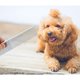 thumbnail image 4 of Stainless Steel Dog Comb Pet Grooming Brush Grooming Tools for Small Medium Large Animals Cats Horses (S), 4 of 5