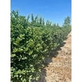 thumbnail image 5 of Needlepoint Holly  3 Extra Large 3 Gallon Plants  Ilex cornuta 'Needlepoint'  Lush Decorative Shrub  Perfect for Outdoor Landscaping, 5 of 9