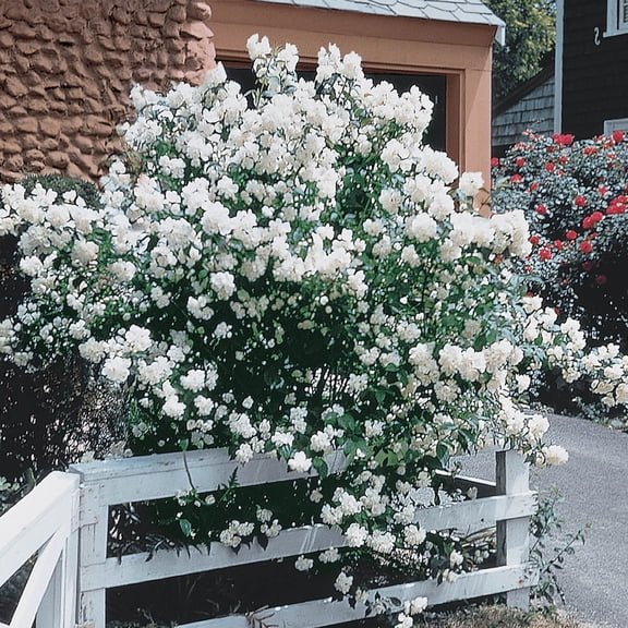 Mockorange White Flowering Dormant Bare Root Shrub, One Plant per Offer