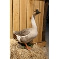 thumbnail image 1 of Statue d'Animal de Jardin Décoration Maison Oie, 1 of 5