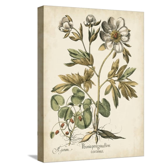 Art.com Ivory Peonies III Stretched Canvas Print Wall Art by Besler Basilius, 12" x 16"
