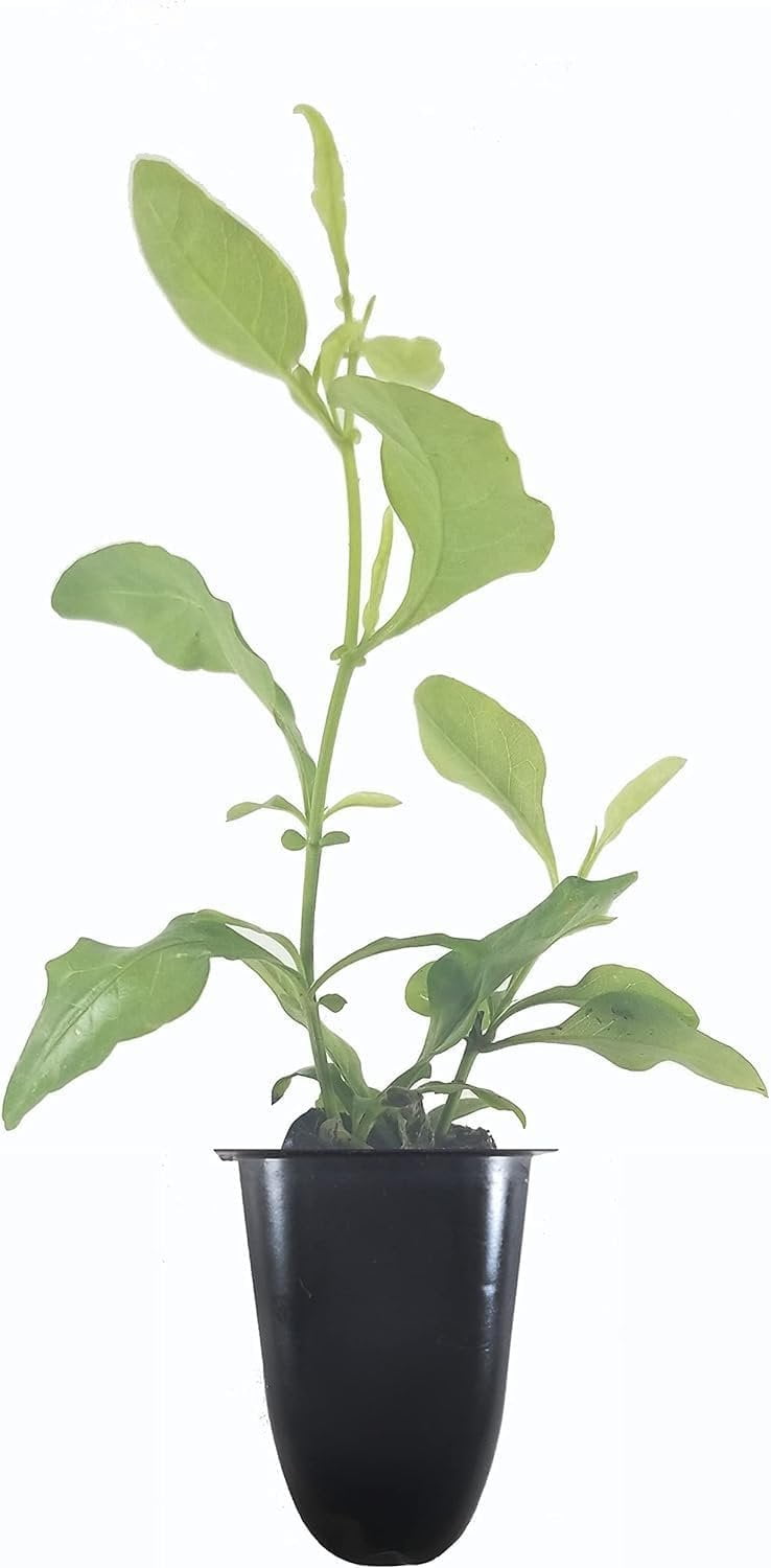 Plumbago Imperial Blue Plants  3 Live Seedlings  Plumbago Auriculata  Perfect for Bright Garden Displays  Hardy & Low Maintenance