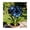 BlackBlue, variant on Amaryllis, Low Maintenance - Easy Grow - Ideal for Beds Borders, Plant Pots & Planters