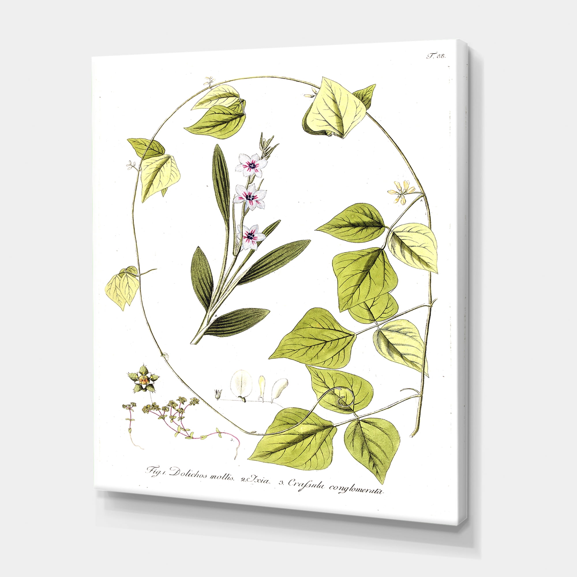 Designart ' Ancient Botanicals XXI ' Traditional Canvas Wall Art Print