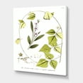 thumbnail image 3 of Designart ' Ancient Botanicals XXI ' Traditional Canvas Wall Art Print, 3 of 4