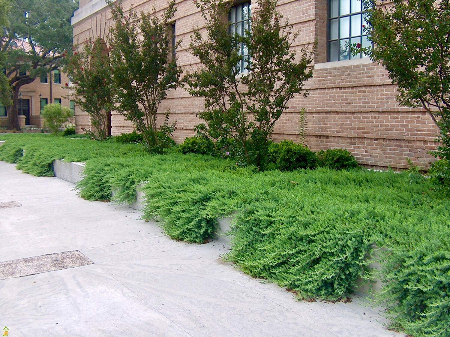 Juniper Blue Pacific - 30 Live Plants - 2" Pot Size - Evergreen Ground Cover 'Shore Juniper'