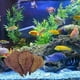 thumbnail image 4 of Terminalia Catappa Leaves Betta Shrimp Leaves PH Balance Water Conditioner For Aquarium Turtles Shrimps Catfish Habitat, 4 of 5