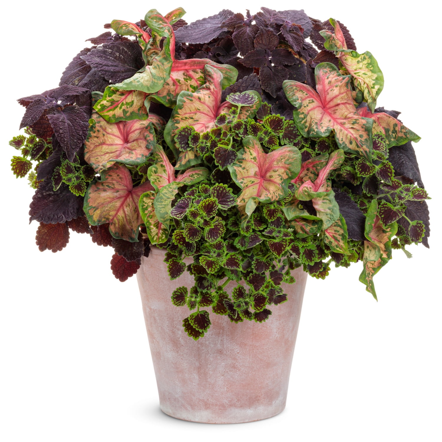 Proven Winners 5" Multicolor Heart to Heart 'Clowning Around' Shade Caladium Live Plant in 4.5" Pot