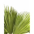 thumbnail image 5 of Palmitos Flor Natural Ramo de 10 tallos Verde 60cm de alto, 5 of 5