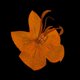 thumbnail image 4 of 12x Flores Prensadas Flores Secas Orgánicas Naturales Reales Artesanía de Decoración Floral de Bricolaje, 4 of 9