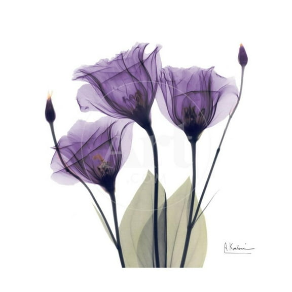 Royal Purple Gentian Trio, Botanical Unframed Premium Giclee Print Wall Art by Albert Koetsier Sold by ArtCom