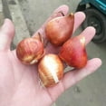 Tulip Bulbs,TulipTulip Bulbs For Planting, Tulip Flowers,Hydroponics