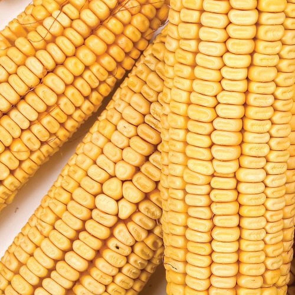 Wild Delight Wildlife Formula Corn on the Cob Food, 7lbs
