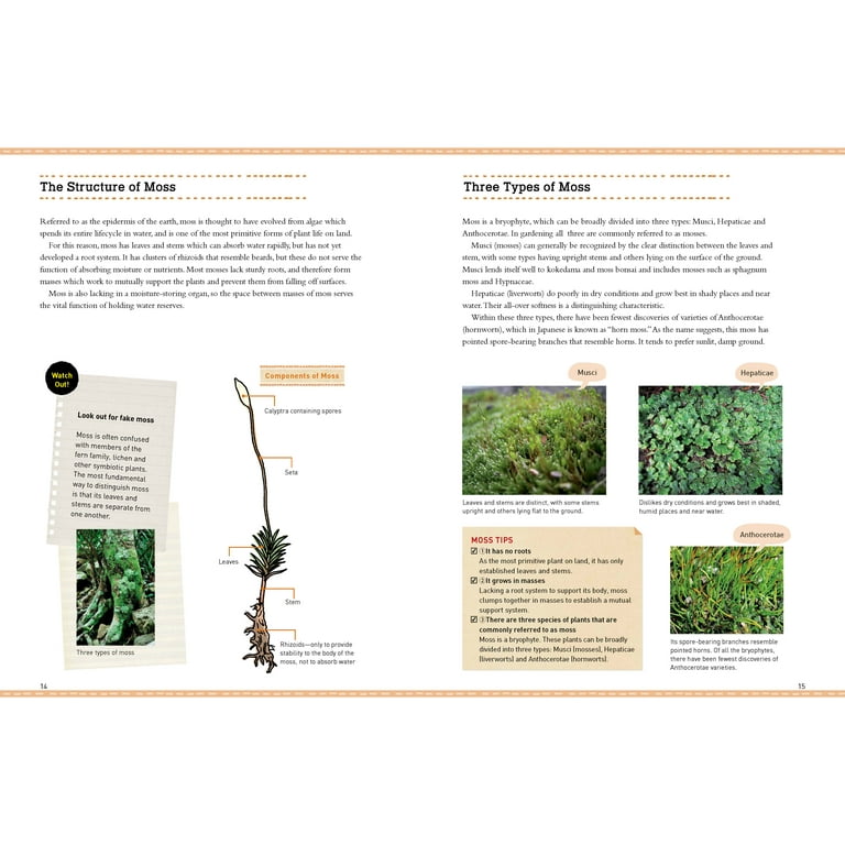 Living Mixed Moss Perfect for terrariums, Bonsai and kokedamas 9x12 Sheet