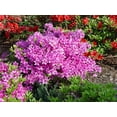 thumbnail image 4 of Karen Azalea, 4 of 9