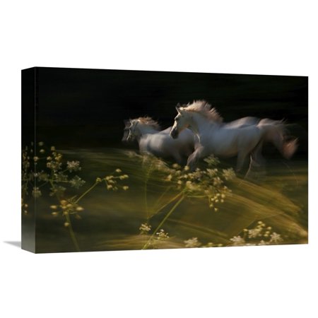 Global Gallery Milan Malovrh,'Duel' Stretched Canvas Artwork