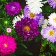 1000+ Perennial Aster Flower DHF10 Seeds for Planting Outdoors