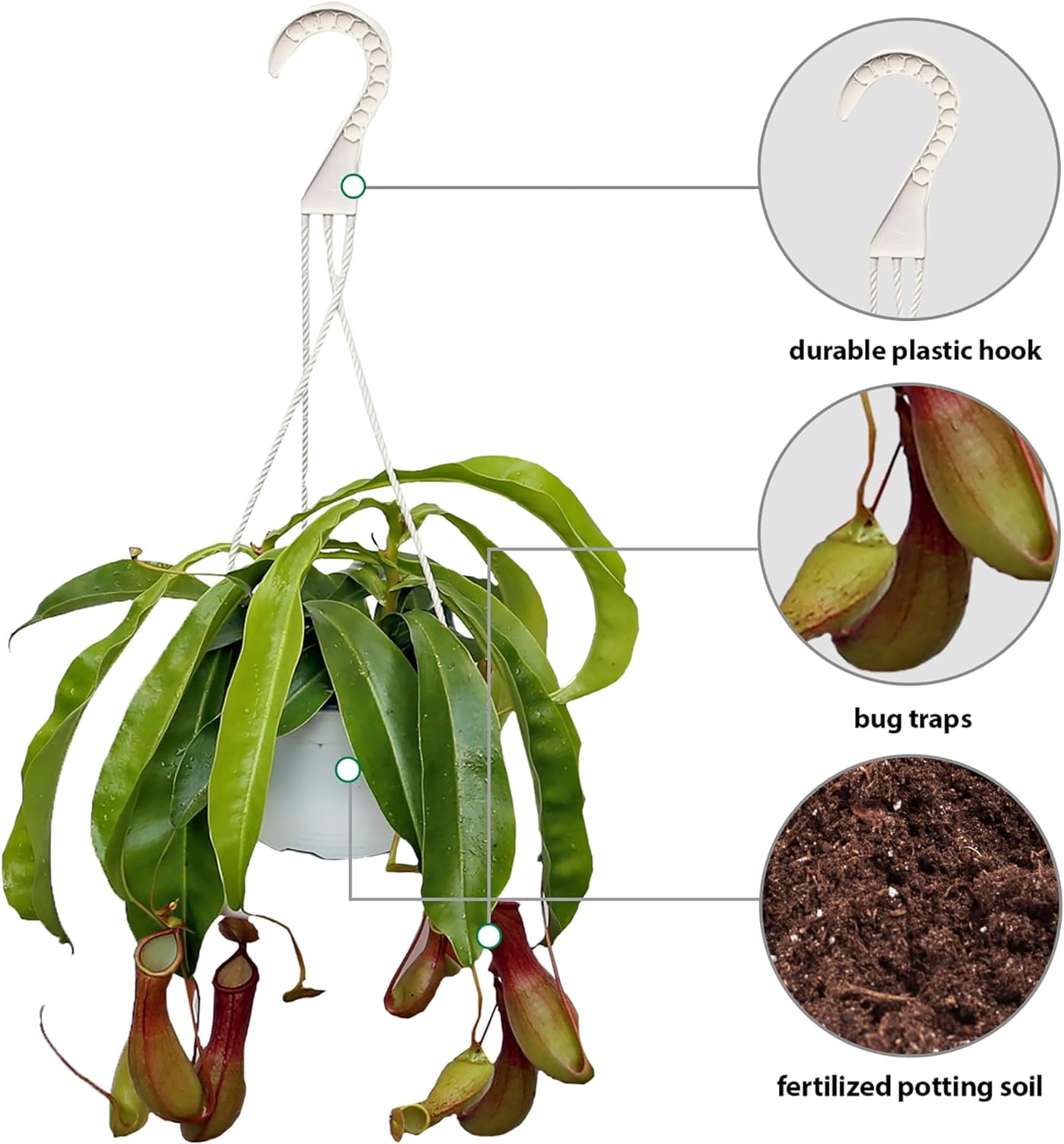 Live Pitcher Plant, Nepenthes Houseplant, Monkey Cup, Unusual Rare Plant, Office Gift, Housewarming Gift, Fully Rooted Indoor Plant, Grandma Gift, Birthday Gift in 6" Hanging Basket