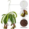 thumbnail image 2 of Live Pitcher Plant, Nepenthes Houseplant, Monkey Cup, Unusual Rare Plant, Office Gift, Housewarming Gift, Fully Rooted Indoor Plant, Grandma Gift, Birthday Gift in 6" Hanging Basket, 2 of 5