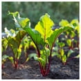 thumbnail image 4 of Everwilde Farms - 1 oz Bulls Blood Beet Seeds - Gold Vault Bulk Seed Packet, 4 of 4