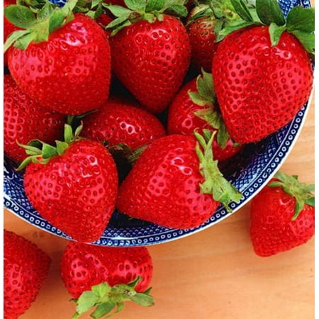 Tristar Everbearing Strawberry 25 Bare Root Plants - Sweetest & Most