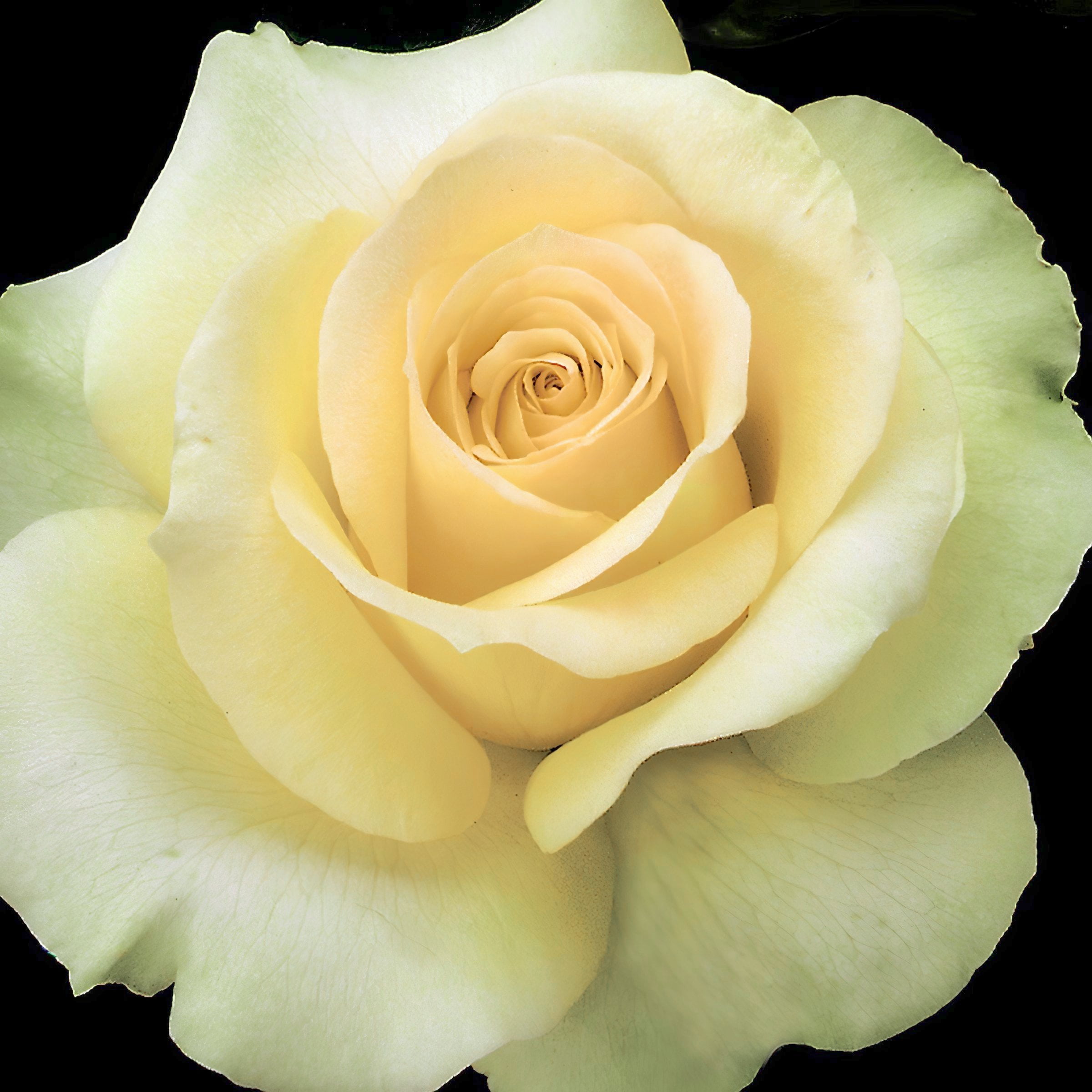 National Plant Network Bare Root Rose Mint Julep Hybrid Tea with Yellow-Green Flowers