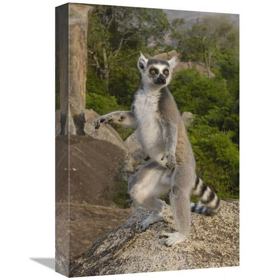 12 x 18 in. Ring-Tailed Lemur Male Standing Upright in the Andringitra Mountains, Madagascar Art Print - Pete Oxford