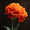Floral Marigold, variant on Orange Tree Branch Canvas Painting,Wall Art Decor for Kitchen Dining Room Living Room Office