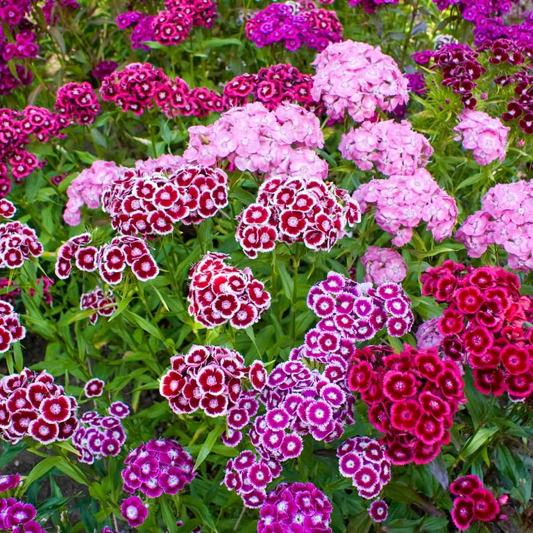 Amazon.com : Sweet Yards Cosmos Seeds Wildflower Mixture