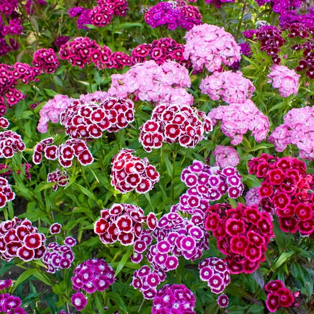 Sweet William Flower Garden Seeds Double Mixture 1 Oz Annual
