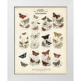 thumbnail image 3 of WH Lizars 4x14 White Modern Wood Framed Wall Art Titled - British Butterflies, 3 of 5