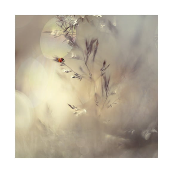 Heidi Westum 'Little Lady' Canvas Art