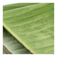 thumbnail image 3 of Hoja de Plátano por pieza, 3 of 3