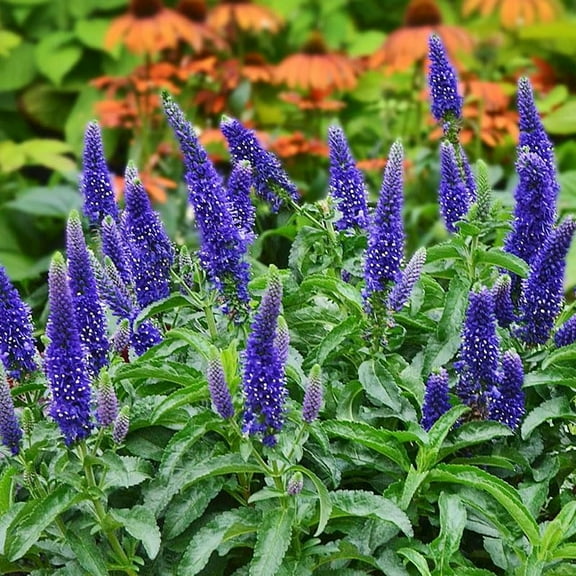 Enchanted Indigo Veronica Flower Root - Attracts Butterflies and Hummingbirds - Deer Resistant - Perennializing - Easy to Grow Live Plants - Outdoor Garden