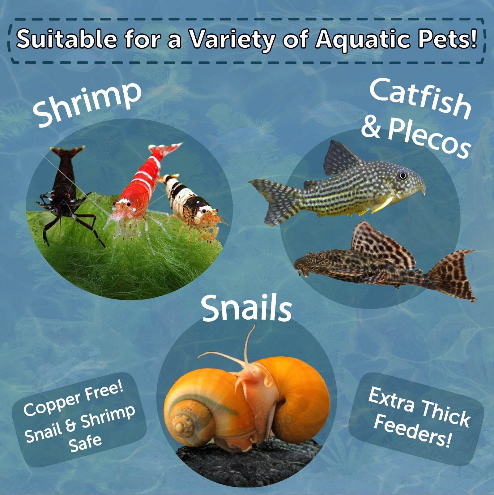 Aquatic Foods Inc. Spirulina Enriched Calcium Feeders for Shrimp, Snails, Crabs, Crayfish, Pleco, Catfish, All Tropical Fish…100 Count Bag