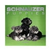 Schnauzer Puppies 2002 Calendar