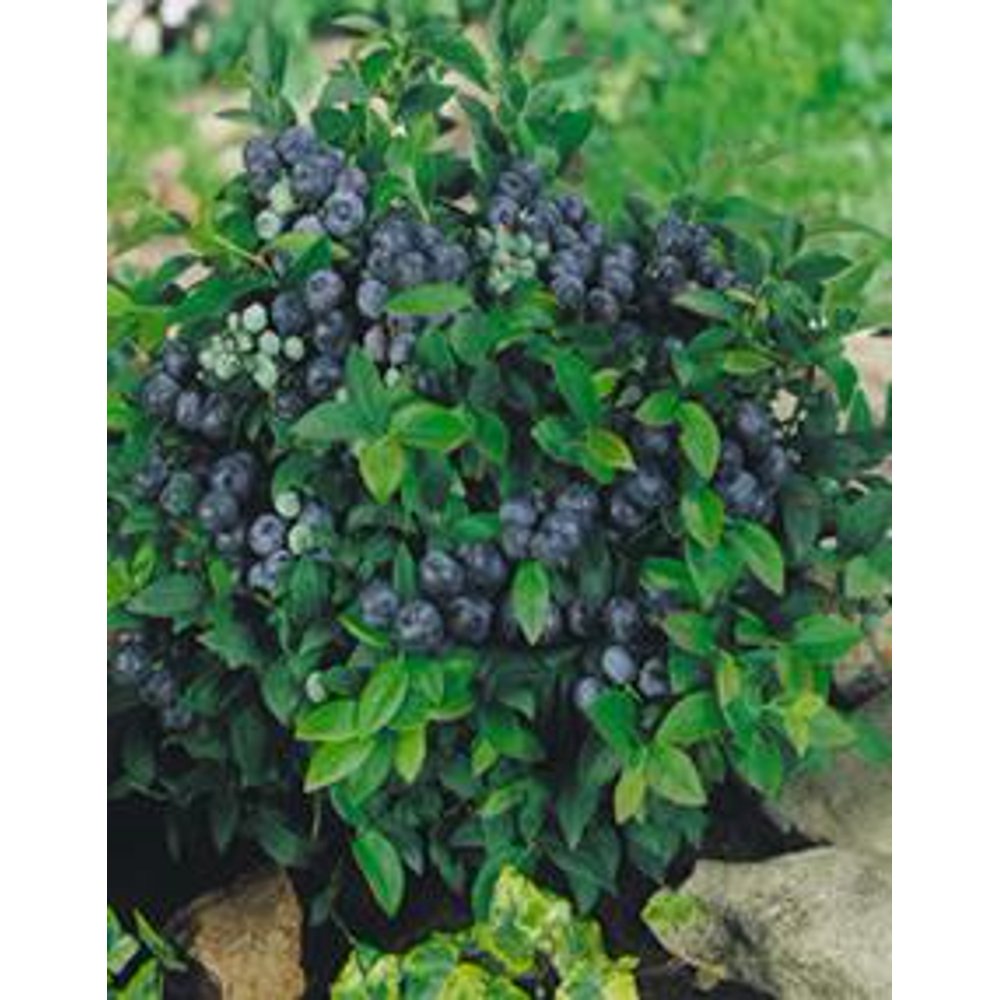 Blueberry Bush Plant 1 Gallon