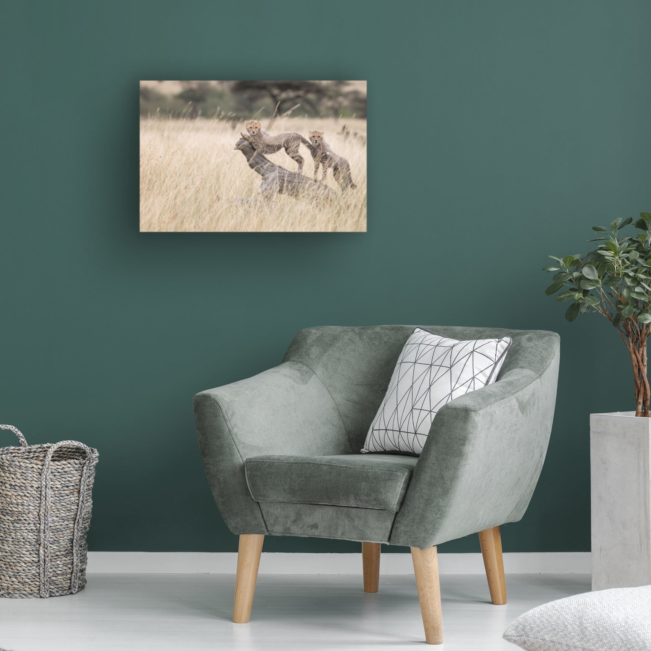 Canvas Wall Art - Renee Doyle 'Curious Kitties' Wall Art for Living Room, Bedroom, or Office Décor by Trademark Fine Art - 19 x 12 Inches