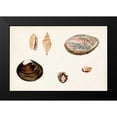 thumbnail image 2 of Vision Studio 18x13 Black Modern Framed Museum Art Print Titled - Antique Shell Anthology VIII, 2 of 5