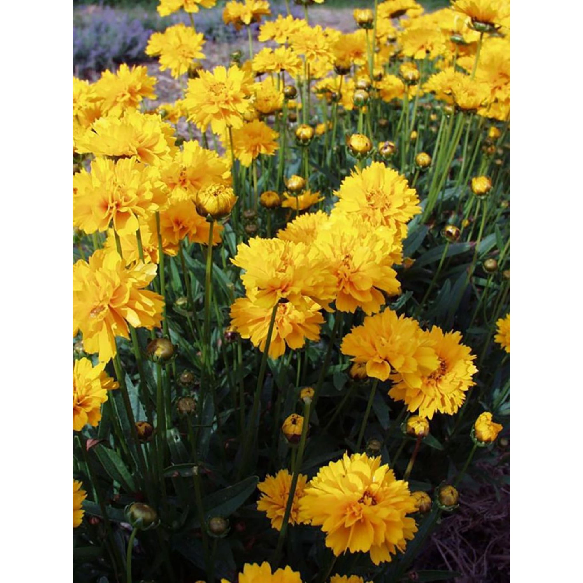 Early Sunrise Coreopsis - AAS Gold Medal Perennial - Gallon Pot