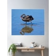 thumbnail image 2 of Waterfowl ~ Black Swan 2M8Ty8Bh By David Irwin Poster Wall Art, Modern Wall Decor For Living Room Bedroom, 8x12 UNFRAMED, 2 of 3