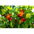 thumbnail image 6 of 50 *Seeds Mixed HOT HABANERO PEPPER Red Orange White Brown Mix Capsicum Chinense, 6 of 10