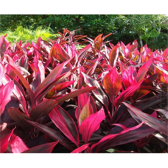 Hawaiian Red Ti Leaf Plant Cuttings 1 Pk (2 per Pack) Sun