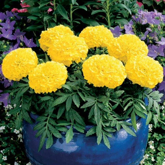 Mountain Valley Seed Company 100 African Marigold Flower Seed, Non-GMO