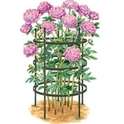 Titan Peony Supports Large Set of 2